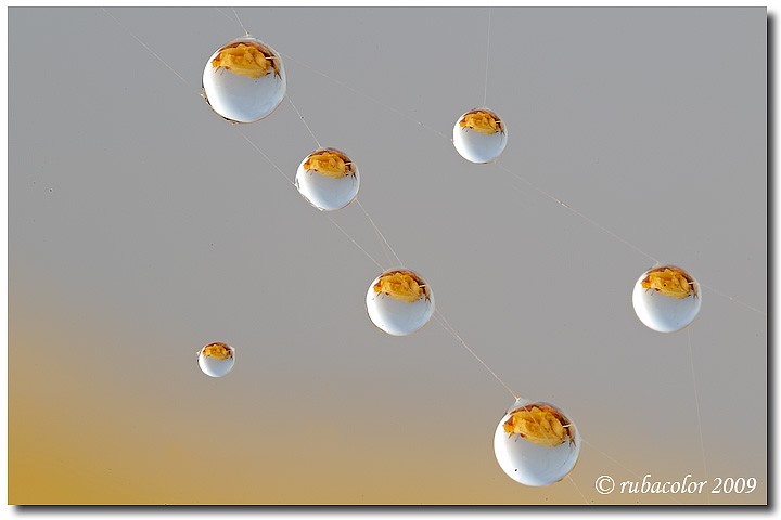 Gocce come perle d'autunno