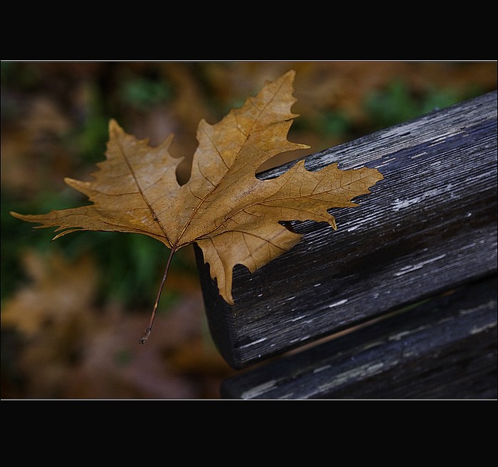 si sta come d'autunno.....