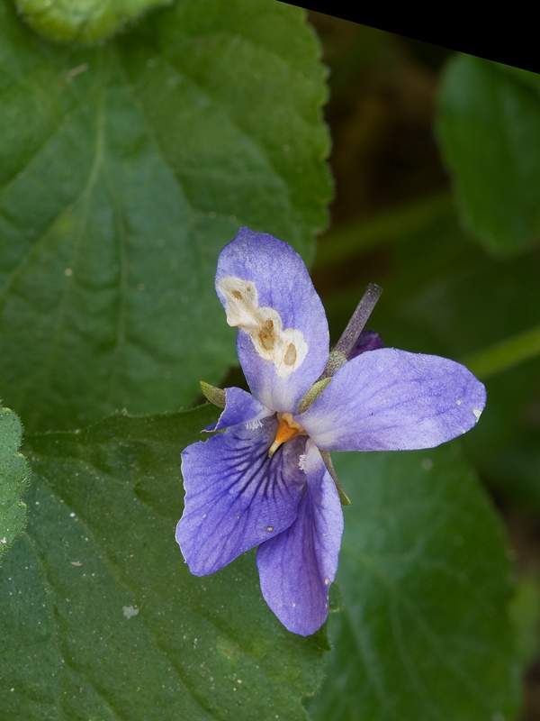 viola novembrina