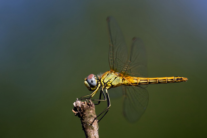 Sympetrum fonscolombii