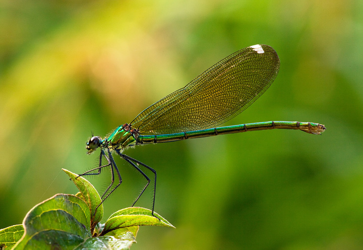 Calopteryx splendes (f)