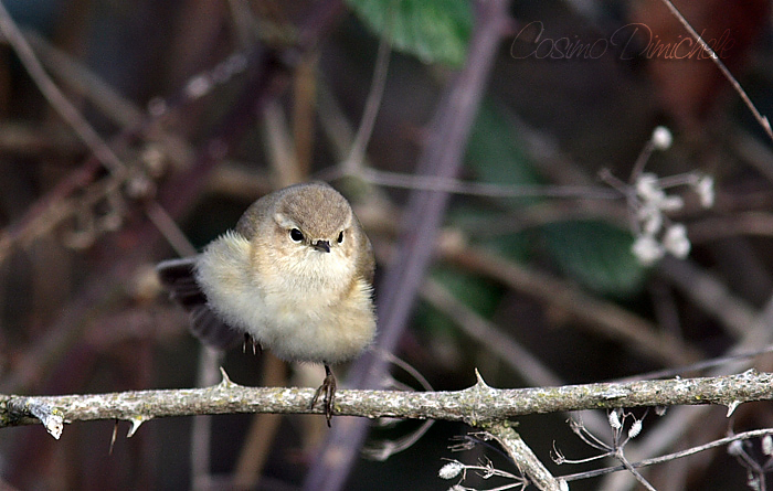 Lui Piccolo su una zampa