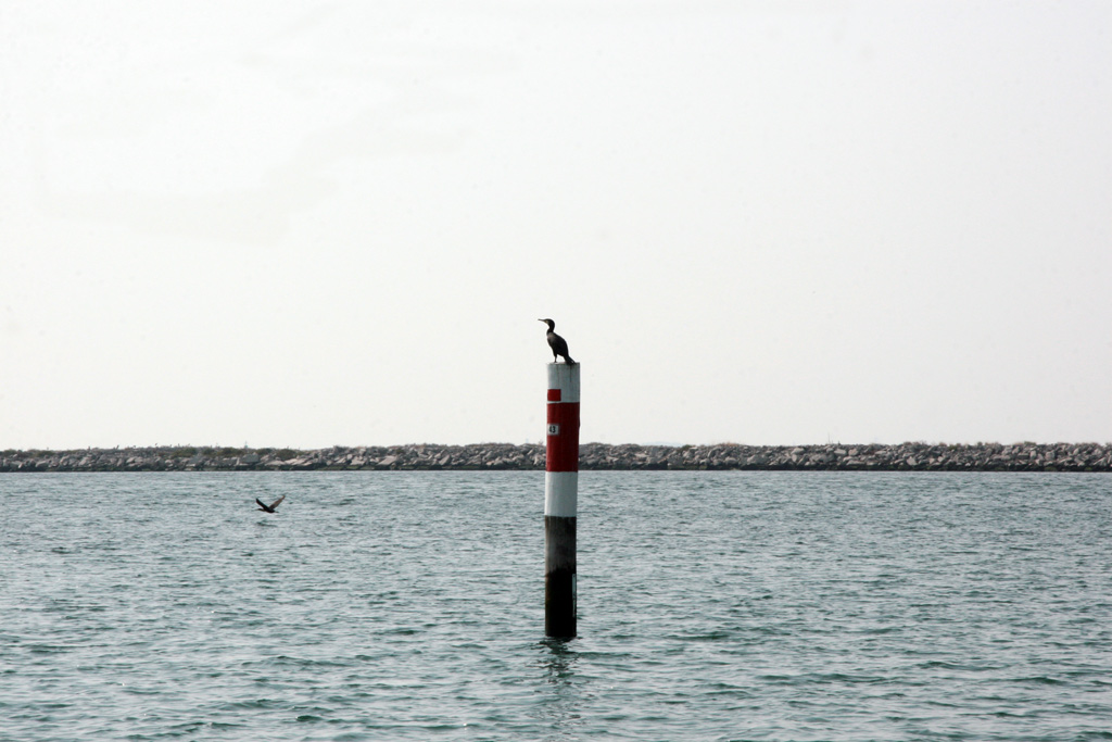 Cormorani in Laguna