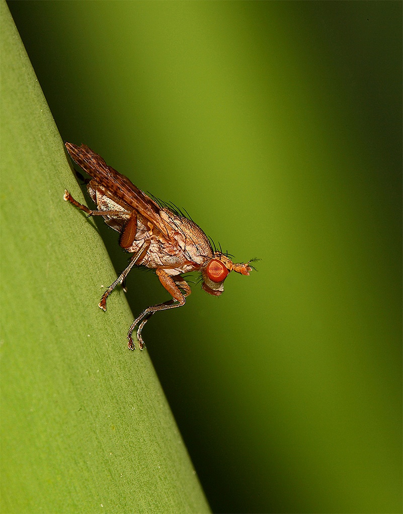 ....Una Semplice Mosca...!!!