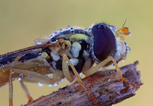 Ritratto di "sirfide"