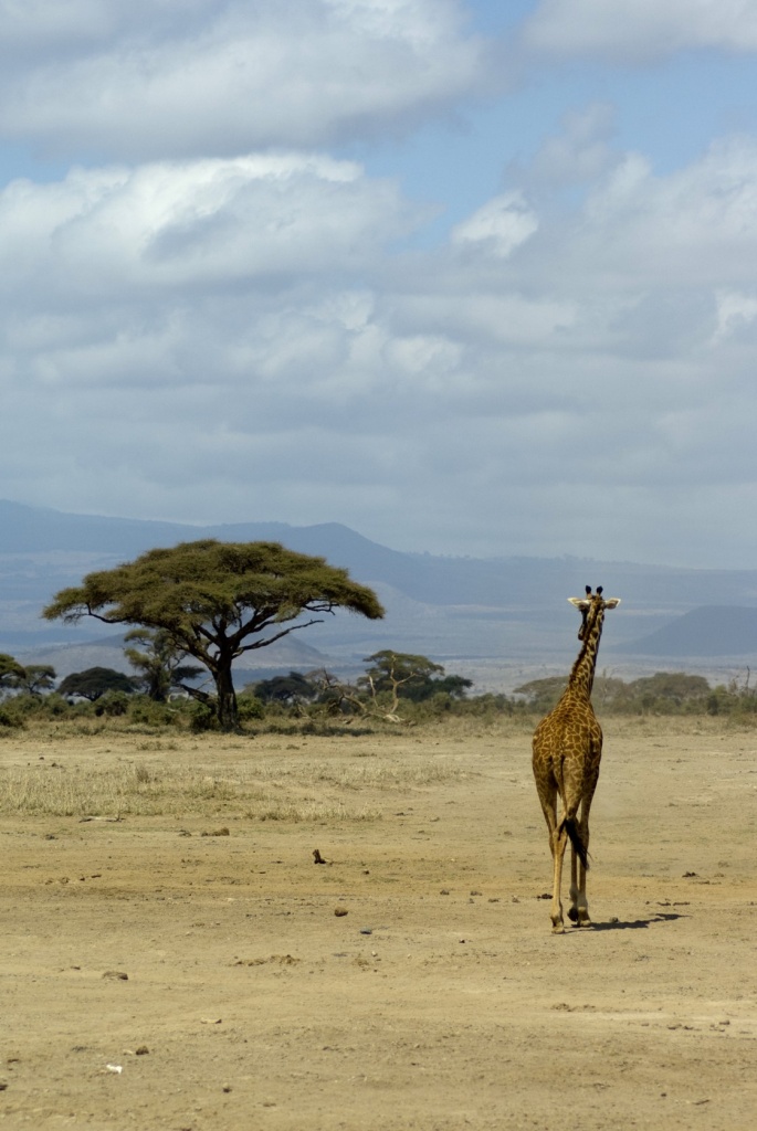 La strada per l'acacia
