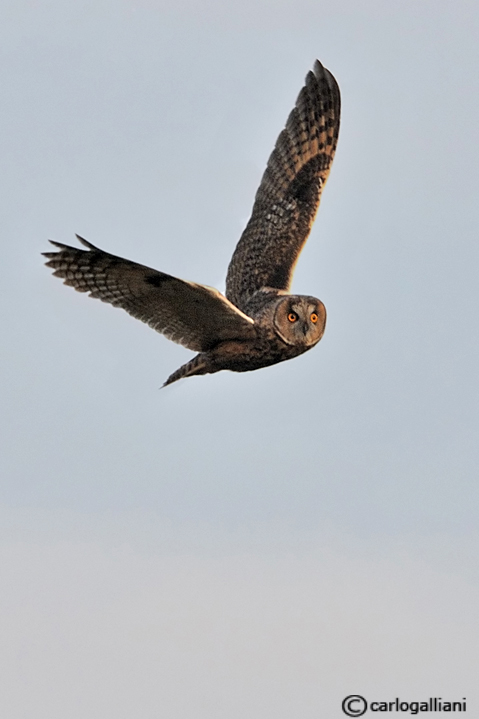 Gufo comune in volo