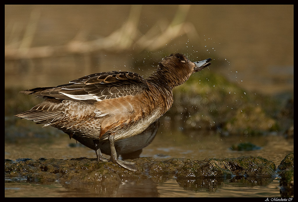 Fischione femmina sgrullatina...