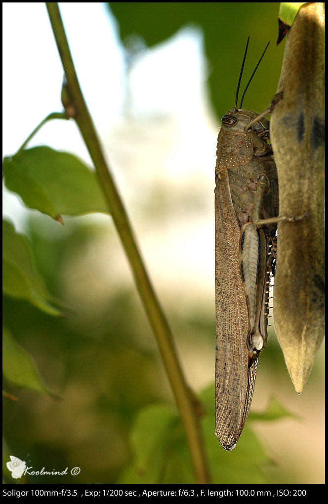 Cavalletta su baccello