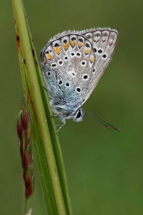 L'amica sempre disponibile.