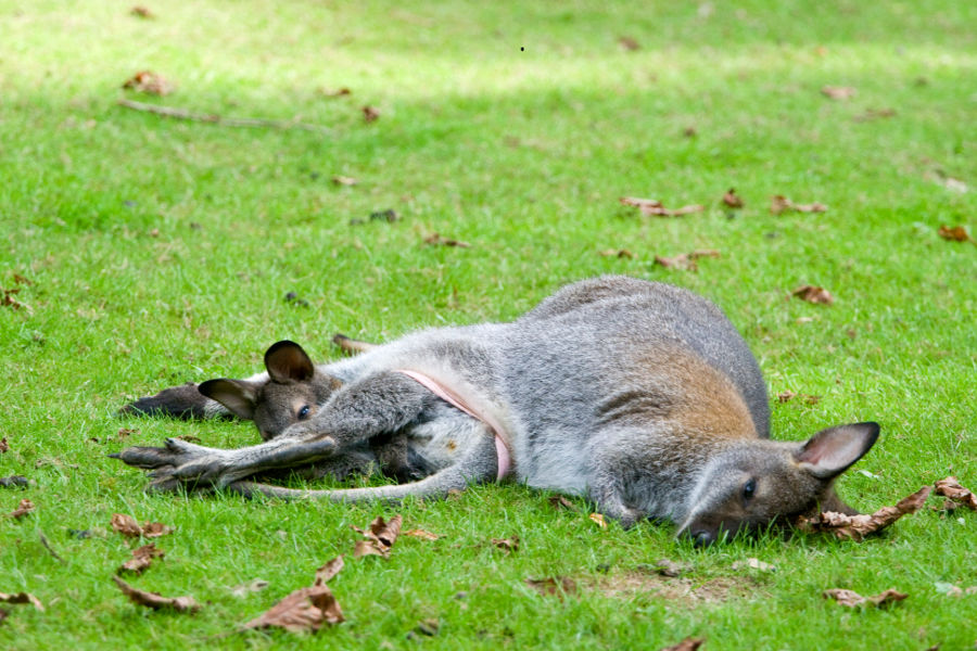Si sta troppo bene al riparo...