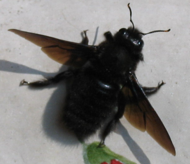 Grosso "bombo" in balcone