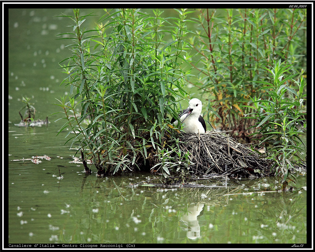Cavaliere d'Italia # 2 - nidificazione