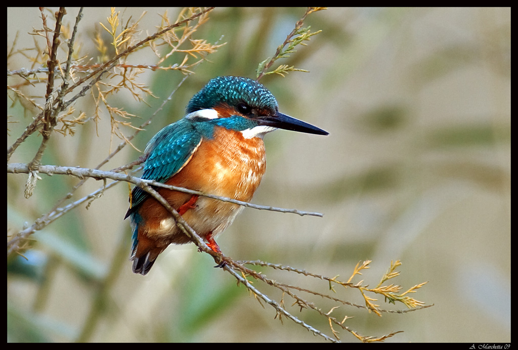 Martino in una triste giornata autunnale