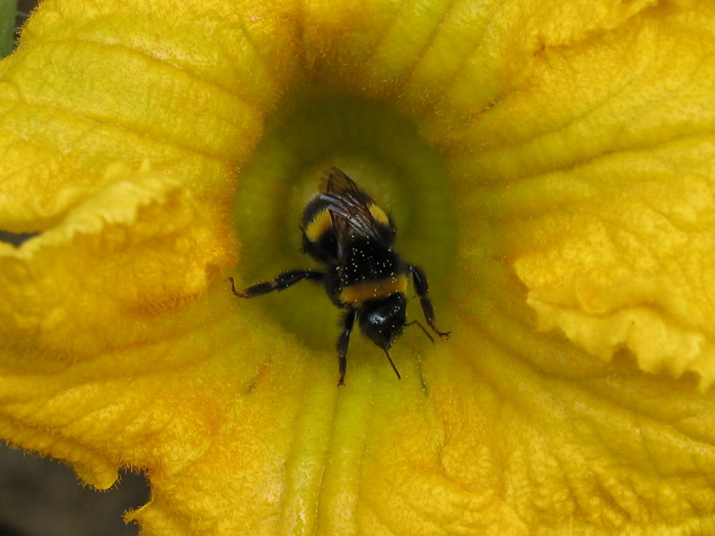 Bombo in fiore giallo