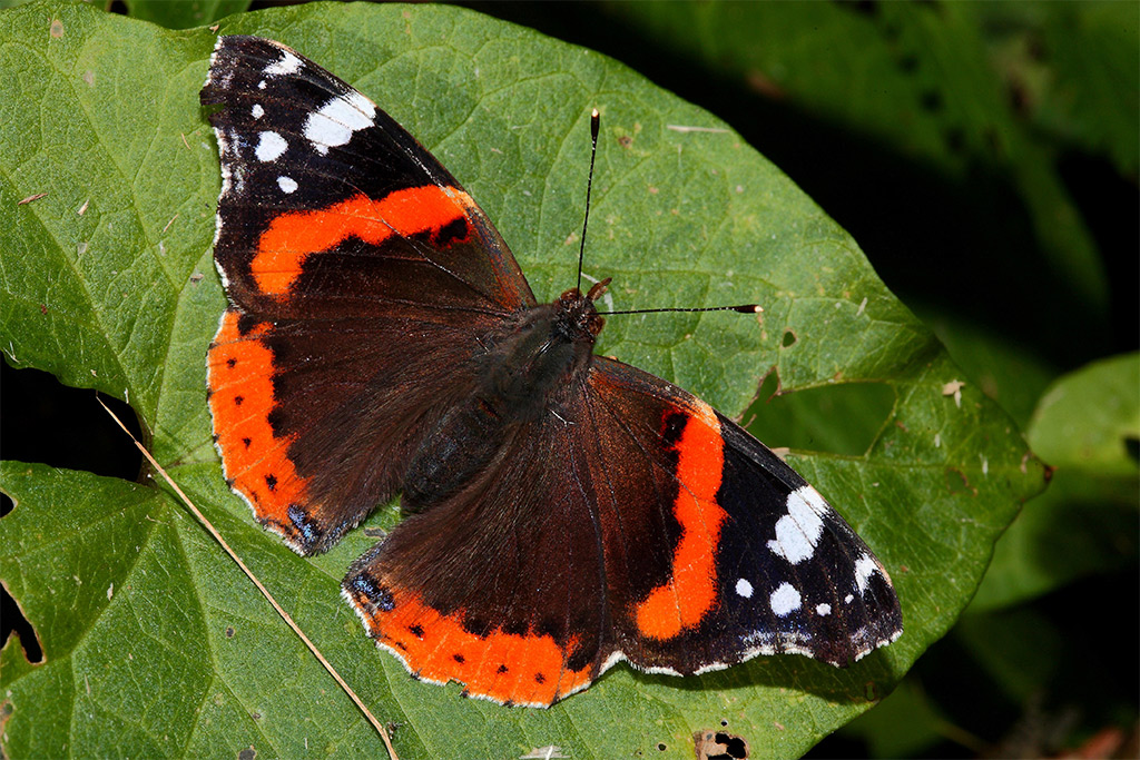 ...Farfalla Al Sole...!!!