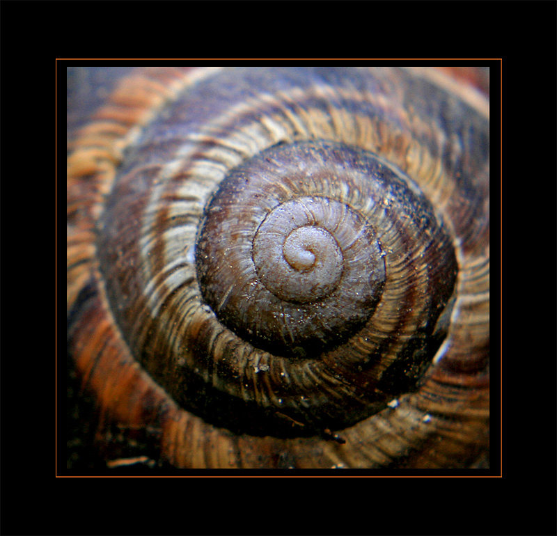 prova macro con lenti addizionali