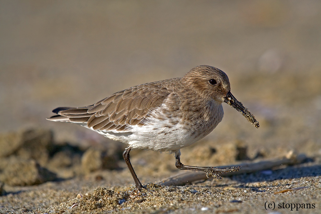 piovanello pancianera