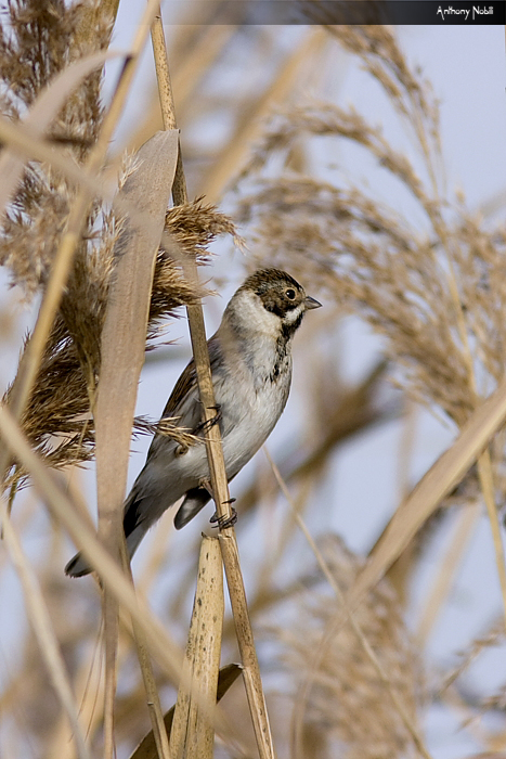 migliarino di palude