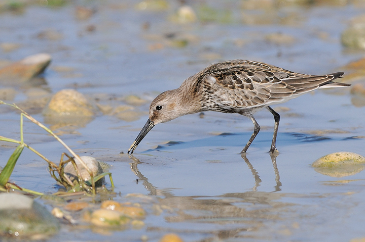 Piovanello pancianera