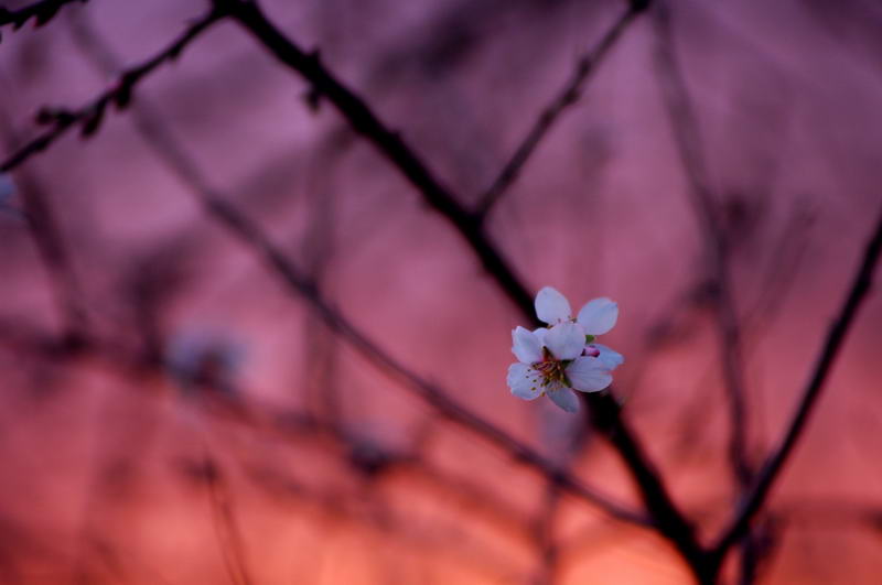 primavera!