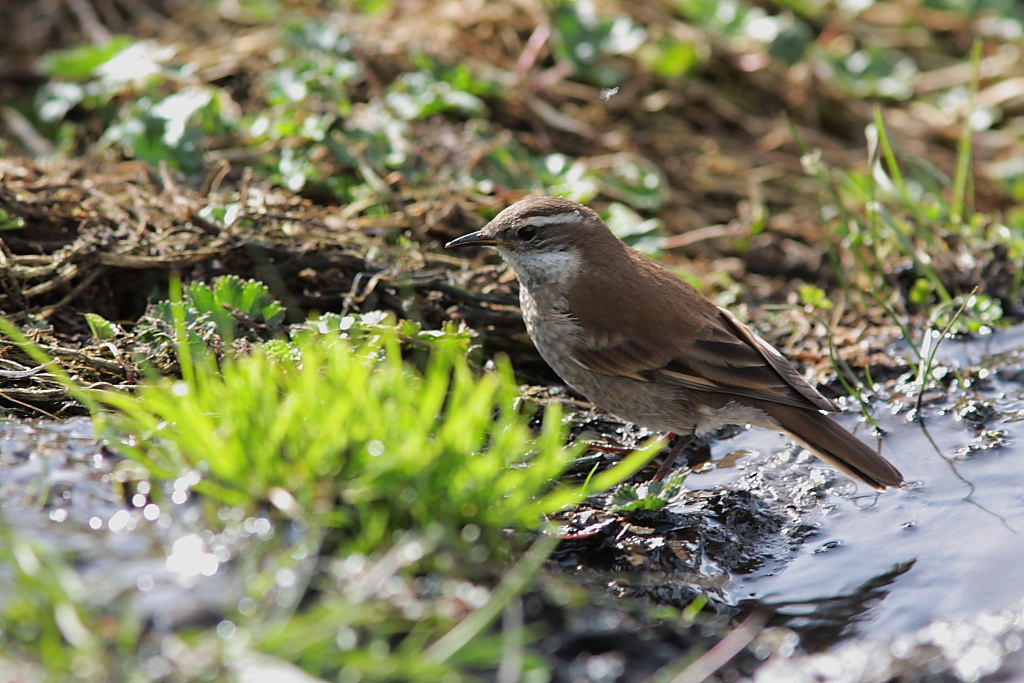 Barbablanca del pacifico