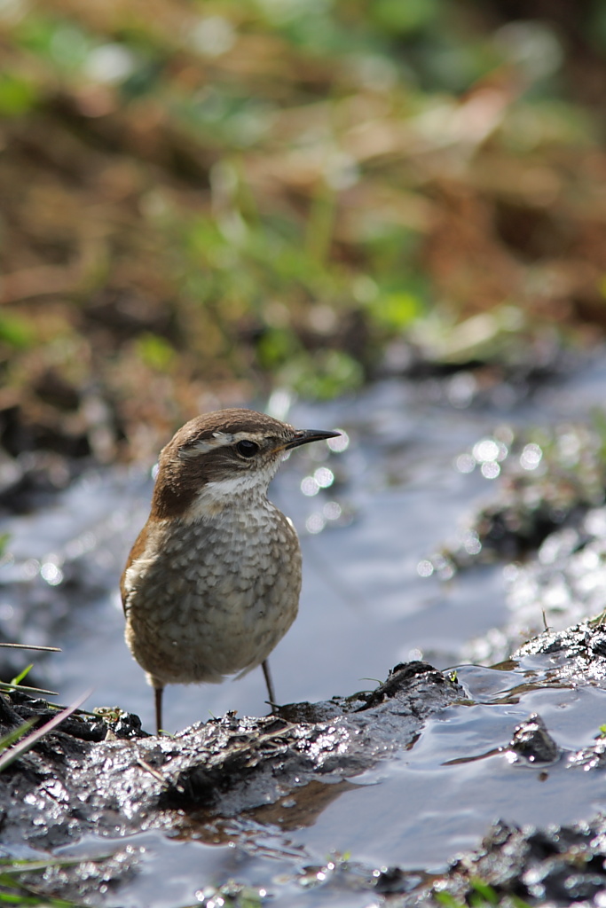 Barbablanca del pacifico