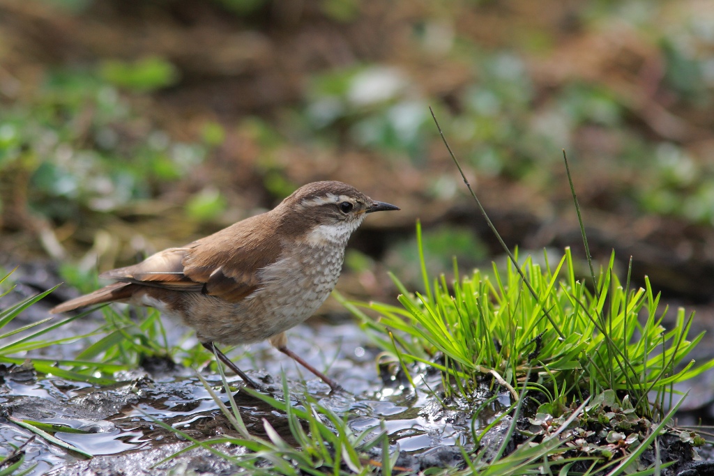 Barbablanca del pacifico