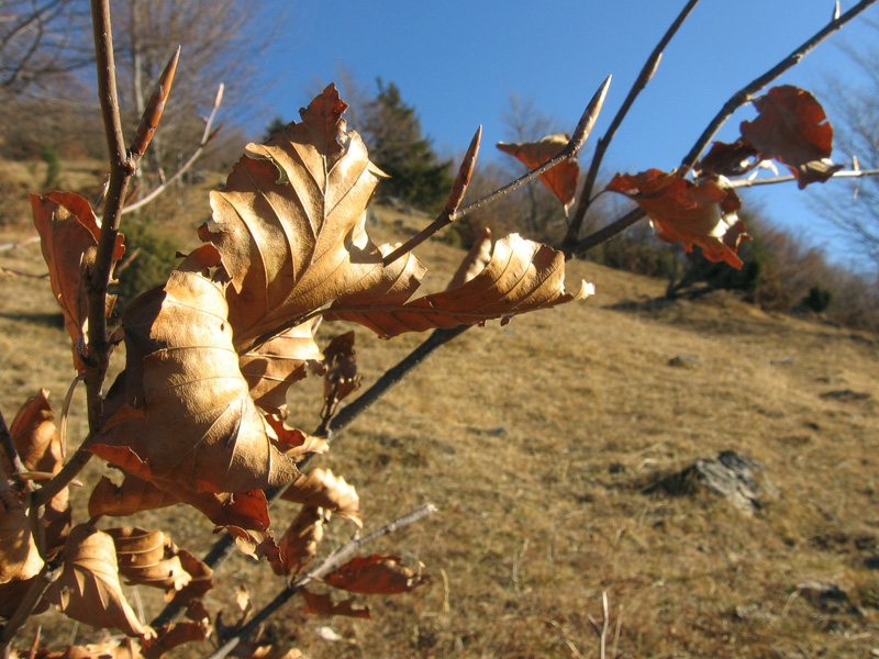 aspettando l'inverno - Mt Toraro