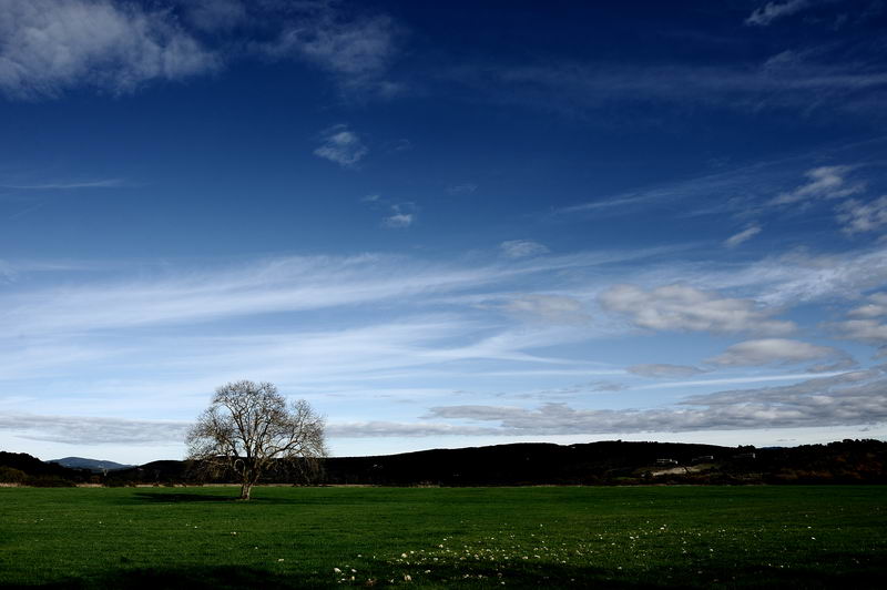 quercia