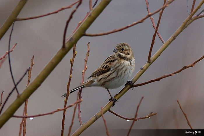 migliarino di palude