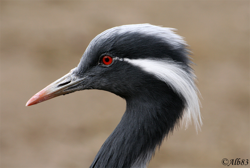 Anthropoides virgo (Damigella della Numidia)