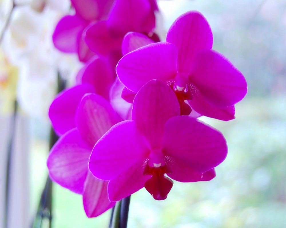 Orchidee 1