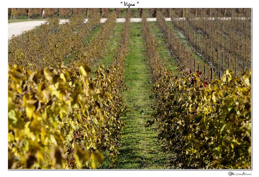 Vigna 09