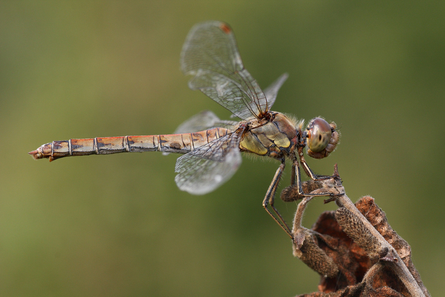 Sympetrum femmina