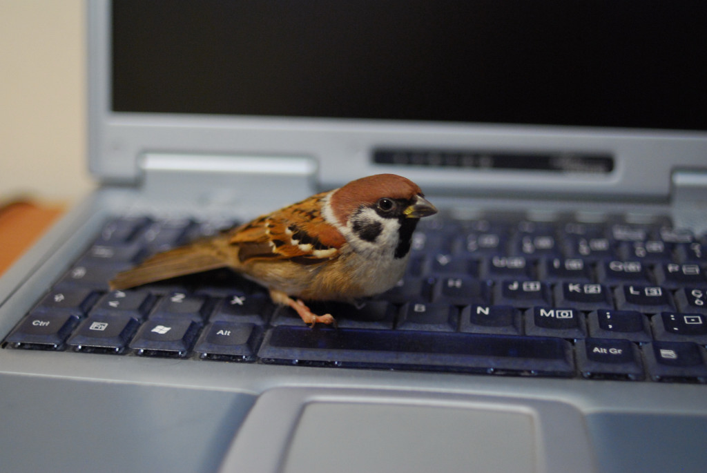 S� volare ma vorrebbe navigare...