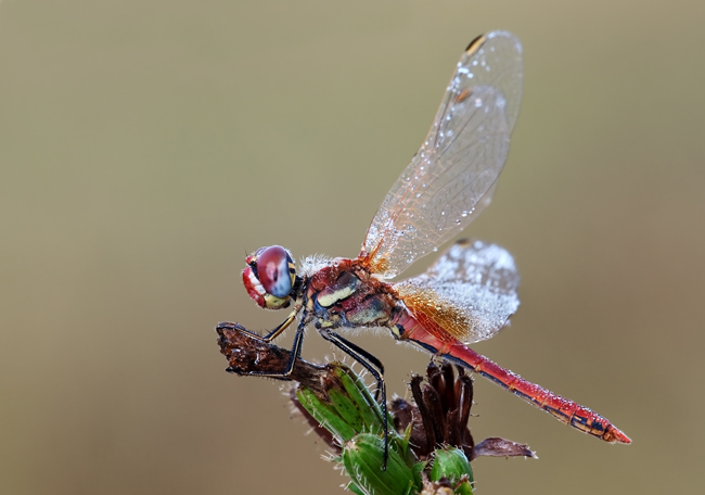 Libellula