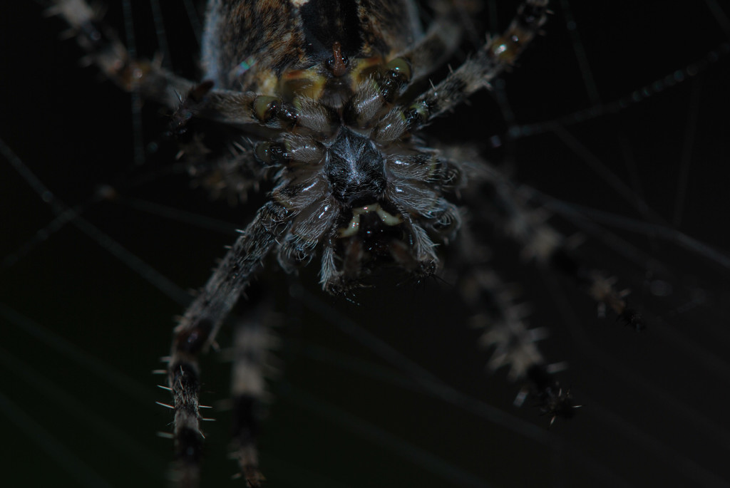 al centro della tela