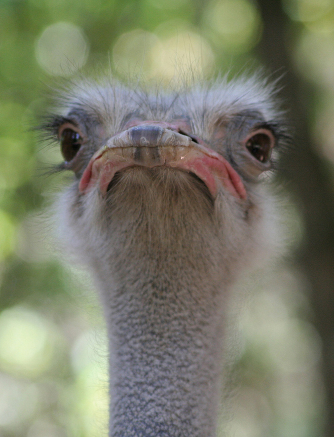 Un struzzo vigilante