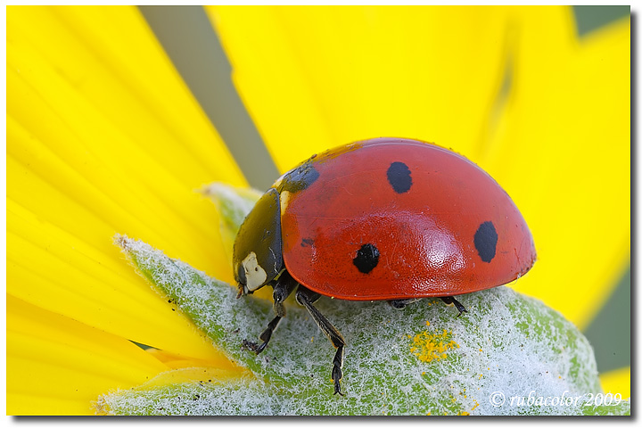 L'eterna Coccinella