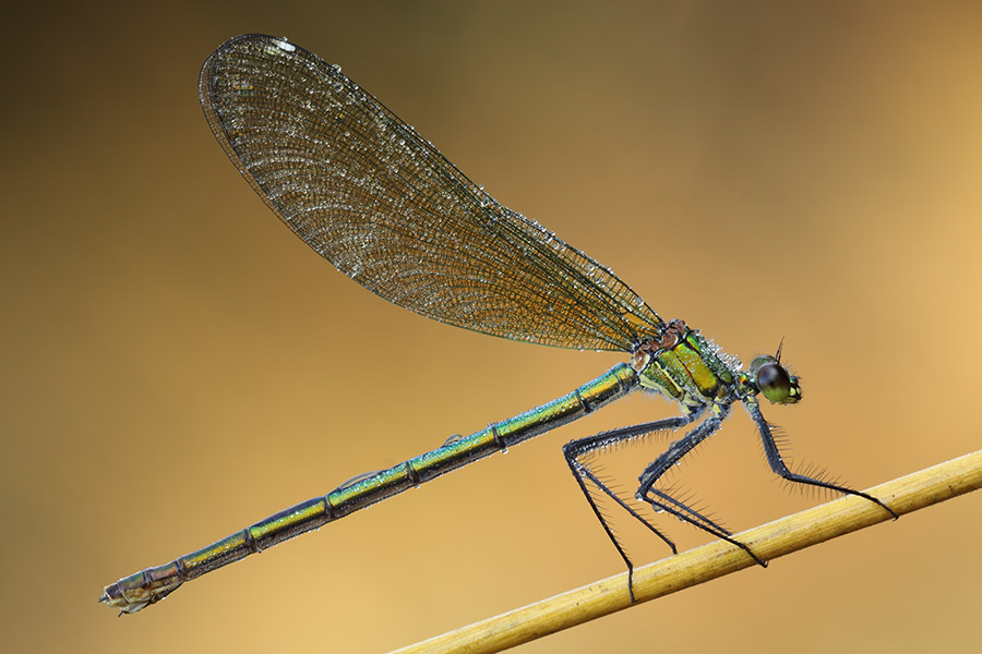 Calopterix sp. ed esempi