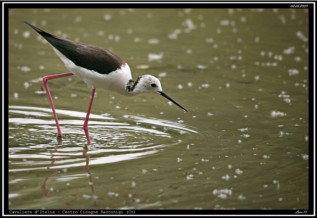 Cavaliere d'Italia # 4