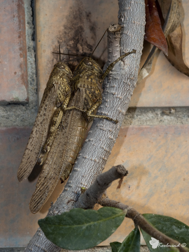 Atti osceni in luogo pubblico