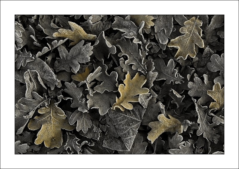 Fuori, in terra, frusciano foglie cadute......