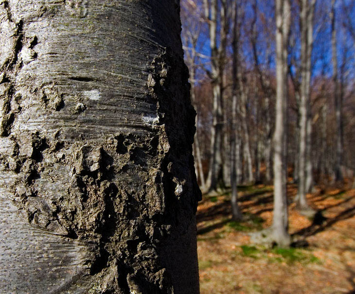 segni particolari