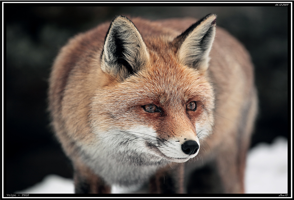 Volpe PNGP