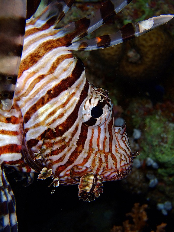 Lion fish