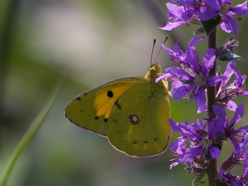 colias