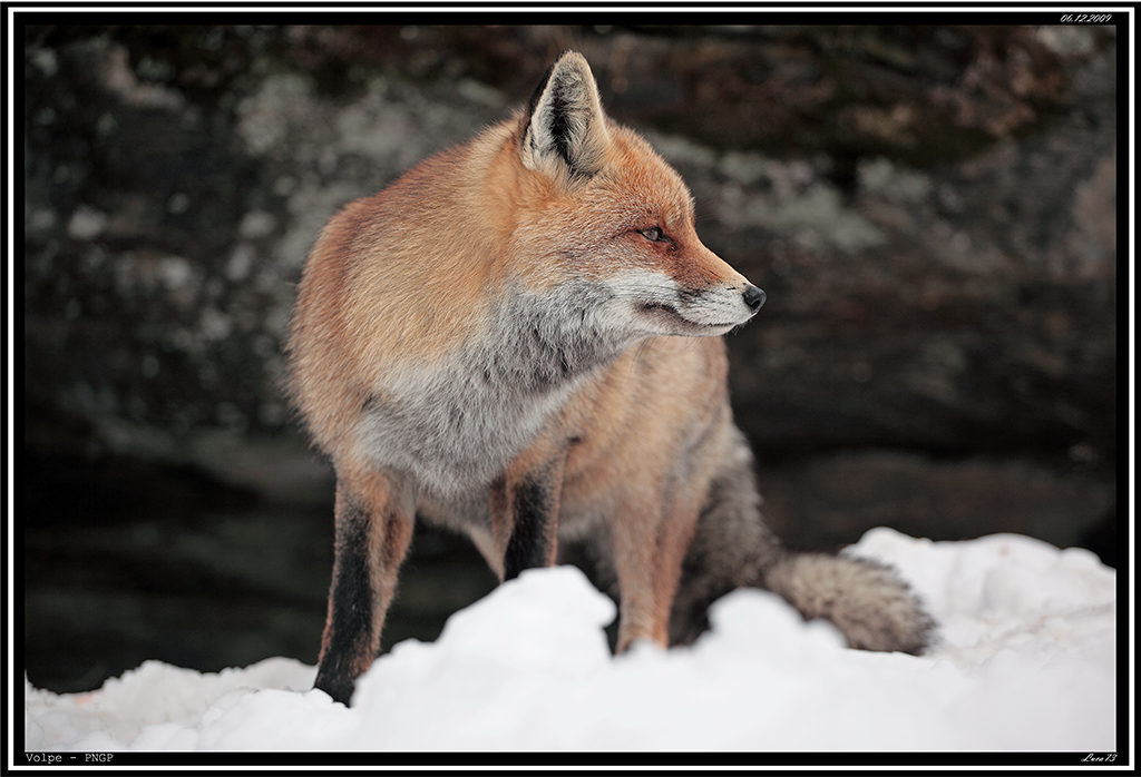 Volpe PNGP # 5