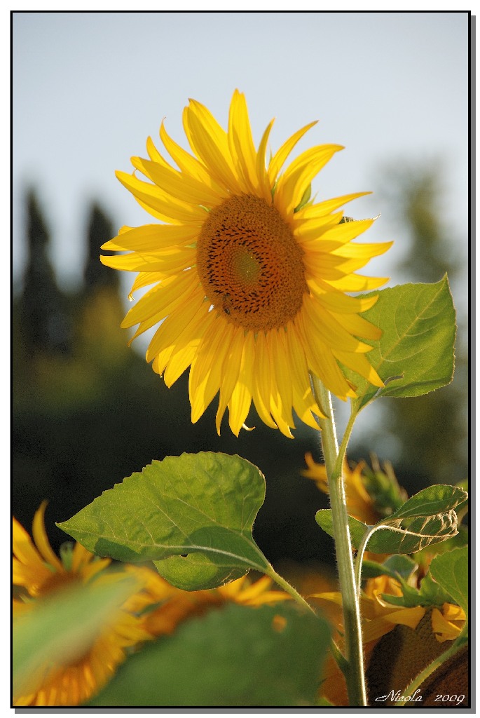 GIRASOLE
